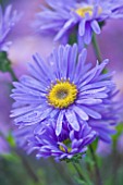 OLD COURT NURSERIES AND THE PICTON GARDEN  WORCESTERSHIRE: PURPLE/ BLUE FLOWER OF ASTER AMELLUS GRUNDER - MICHAELMAS DAISY