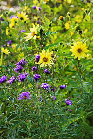 OLD_COURT_NURSERIES_AND_THE_PICTON_GARDEN__WORCESTERSHIRE_HELIANTHUS_LEMON_QUEEN_AMONGST_ASTERS_IN_T