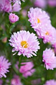 OLD COURT NURSERIES AND THE PICTON GARDEN  WORCESTERSHIRE: CLOSE UP OF THE PINK FLOWERS OF ASTER NOVI-BELGII LASSIE