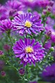 OLD COURT NURSERIES AND THE PICTON GARDEN  WORCESTERSHIRE: CLOSE UP OF THE PURPLE FLOWERS OF ASTER NOVI-BELGII CHEQUERS