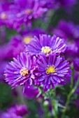 OLD COURT NURSERIES AND THE PICTON GARDEN  WORCESTERSHIRE: CLOSE UP OF THE PURPLE FLOWERS OF ASTER NOVI-BELGII PURPLE DOME
