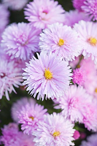 OLD_COURT_NURSERIES_AND_THE_PICTON_GARDEN__WORCESTERSHIRE_CLOSE_UP_OF_THE_PINK_FLOWERS_OF_ASTER_NOVI