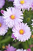 OLD COURT NURSERIES AND THE PICTON GARDEN  WORCESTERSHIRE: CLOSE UP OF THE PINK FLOWERS OF ASTER NOVI-BELGII NORMANS JUBILEE