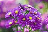 OLD COURT NURSERIES AND THE PICTON GARDEN  WORCESTERSHIRE: CLOSE UP OF THE PINK FLOWERS OF ASTER NOVI-BELGII ELSIE DALE