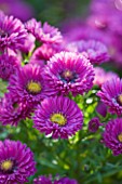 OLD COURT NURSERIES AND THE PICTON GARDEN  WORCESTERSHIRE: CLOSE UP OF THE PURPLE/ PINK  FLOWERS OF ASTER NOVI-BELGII JENNY