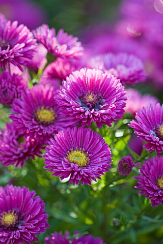 OLD_COURT_NURSERIES_AND_THE_PICTON_GARDEN__WORCESTERSHIRE_CLOSE_UP_OF_THE_PURPLE_PINK__FLOWERS_OF_AS