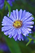 OLD COURT NURSERIES AND THE PICTON GARDEN  WORCESTERSHIRE: CLOSE UP OF THE BLUE FLOWER OF ASTER NOVI-BELGII BLUE EYES