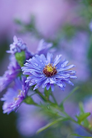 OLD_COURT_NURSERIES_AND_THE_PICTON_GARDEN__WORCESTERSHIRE_CLOSE_UP_OF_THE_BLUE_FLOWER_OF_ASTER_NOVIB