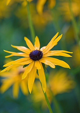 OLD_COURT_NURSERIES_AND_THE_PICTON_GARDEN__WORCESTERSHIRE_CLOSE_UP_OF_THE_YELLOW_FLOWER_OF_RUDBECKIA
