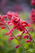 RAGLEY HALL GARDEN  WARWICKSHIRE: RED FLOWERS OF SALVIA JIMIS GOOD RED