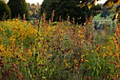 RAGLEY HALL GARDEN  WARWICKSHIRE: PICTORIAL MEADOWS VOLCANO MIXTURE IN AUTUMN - RED FLAX  RED ORACHE AND COREOPSIS