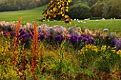 RAGLEY HALL GARDEN  WARWICKSHIRE: PICTORIAL MEADOWS VOLCANO MIXTURE IN AUTUMN - RED FLAX  RED ORACHE AND COREOPSIS. BEHIND IS ASTER PRAIRIE PURPLE AND ASTER VESTA