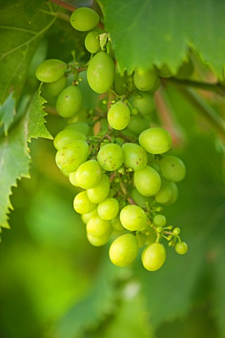 SUNNYBANK_VINE_NURSERY__HEREFORDSHIRE_CLOSE_UP_OF_THE_GREEN_GRAPES_OF_VITIS_MUSCAT_OF_ALEXANDER