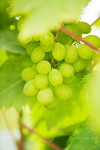 SUNNYBANK_VINE_NURSERY__HEREFORDSHIRE_CLOSE_UP_OF_THE_GREEN_GRAPES_OF_VITIS_MUSCAT_OF_ALEXANDER