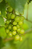 SUNNYBANK VINE NURSERY  HEREFORDSHIRE: CLOSE UP OF THE GREEN GRAPES OF VITIS MUSCAT OF ALEXANDER