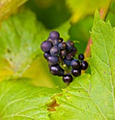 SUNNYBANK VINE NURSERY  HEREFORDSHIRE: CLOSE UP OF THE GRAPES OF VITIS VINIFERA TRIOMPHE DALSACE