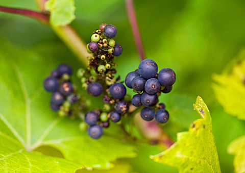 SUNNYBANK_VINE_NURSERY__HEREFORDSHIRE_CLOSE_UP_OF_THE_GRAPES_OF_VITIS_VINIFERA_TRIOMPHE_DALSACE