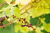 SUNNYBANK VINE NURSERY  HEREFORDSHIRE: CLOSE UP OF THE GRAPES OF VITIS CABERNET CORTIS