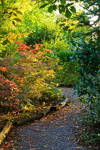 THE_PICTON_GARDEN__WORCESTERSHIRE_PATH_THROUGH_WOODLAND_WITH_ACER_JAPONICUM_ACONITIFOLIUM_ON_THE_LEF
