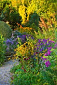 THE PICTON GARDEN  WORCESTERSHIRE: PATH SURROUNDED BY ASTERS  RUDBECKIA GOLDSTURM AND IN BACKGROUND KNIPHOFIA ROOPERI