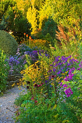 THE_PICTON_GARDEN__WORCESTERSHIRE_PATH_SURROUNDED_BY_ASTERS__RUDBECKIA_GOLDSTURM_AND_IN_BACKGROUND_K