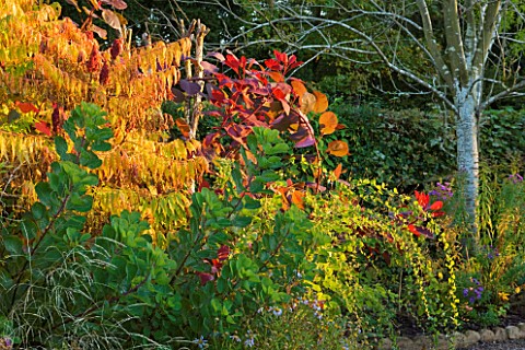 THE_PICTON_GARDEN__WORCESTERSHIRE_RHUS_AND_COTINUS_IN_AUTUMN