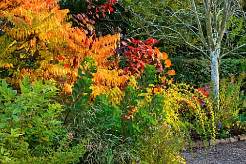 THE_PICTON_GARDEN__WORCESTERSHIRE_RHUS_AND_COTINUS_IN_AUTUMN