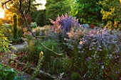 THE PICTON GARDEN  WORCESTERSHIRE: ASTER CORDIFOLIUS CHIEFTAN AND ASTER CORDIFOLIUS ELEGANS IN BORDER AT SUNSET