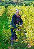 SUNNYBANK VINE NURSERY  HEREFORDSHIRE: OWNER SARAH BELL COLLECTING GRAPES FROM THE VINEYARD