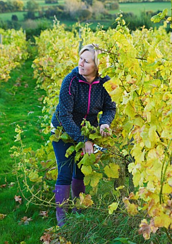SUNNYBANK_VINE_NURSERY__HEREFORDSHIRE_OWNER_SARAH_BELL_COLLECTING_GRAPES_FROM_THE_VINEYARD