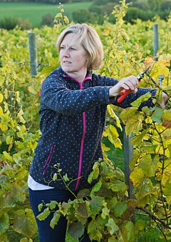 SUNNYBANK_VINE_NURSERY__HEREFORDSHIRE_OWNER_SARAH_BELL_COLLECTING_GRAPES_FROM_THE_VINEYARD