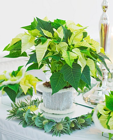 DESIGNER_IAN_LLOYD__CHRISTMAS_TABLE_SETTING_IN_WHITE_AND_LIME_GREEN__WITH_CANDLES_AND_POINSETTIA_CHR