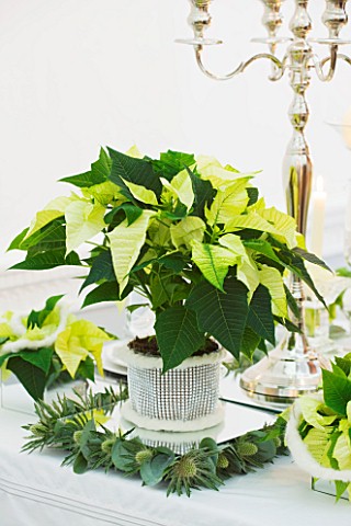 DESIGNER_IAN_LLOYD__CHRISTMAS_TABLE_SETTING_IN_WHITE_AND_LIME_GREEN__WITH_CANDLES_AND_POINSETTIA_CHR