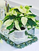 DESIGNER IAN LLOYD - CHRISTMAS TABLE SETTING IN WHITE AND LIME GREEN  WITH CANDLES AND POINSETTIA CHRISTMAS FEELINGS WHITE IN CONTAINER