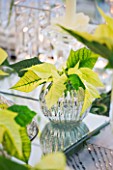 DESIGNER IAN LLOYD - CHRISTMAS TABLE SETTING IN WHITE AND LIME GREEN  WITH CANDLES AND POINSETTIA CHRISTMAS FEELINGS WHITE IN GLASS CONTAINER
