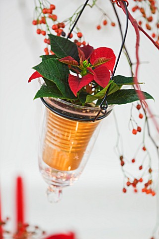 DESIGNER_PAULA_PRYKE__RED_AND_GOLD_CHRISTMAS_TABLE_DECORATION_WITH_POINSETTA_SARURNUS_RED_IN_GOLD_JA