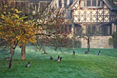 HEVER CASTLE  KENT  AUTUMN: VIEW OF THE ASTOR WING WITH APPLE TREES IN ORCHARD AND MALLARD DUCKS