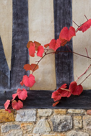 HEVER_CASTLE__KENT_AUTUMN_TUDOR_BUILDING_IN_THE_ASTOR_WING_COVERED_WITH_JAPANESE_CRIMSON_GLORY_VINE_