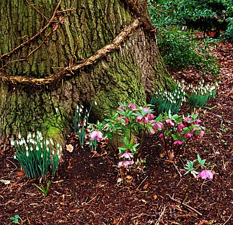 HELLEBORES_AND_GALANTHUS_NIVALIS_SAM_ARNOTT_IN_THE_WOODLAND_AT_THE_SAVILL_GARDEN__SURREY
