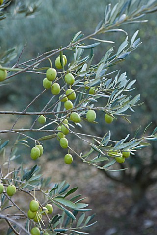 OLIVE_PICKING_NEAR_EYGALIERES__IN_THE_ALPILLES__PROVENCE__FRANCE