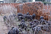 HAMPTON COURT CASTLE AND GARDENS  HEREFORDSHIRE: THE ORGANIC KITCHEN/ VEGETABLE GARDEN - ORNAMENTAL KALE IN FROST