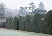 HAMPTON COURT CASTLE AND GARDENS  HEREFORDSHIRE: BEAUTIFUL YEW HEDGE BESIDE THE WALLED GARDEN  IN FROST