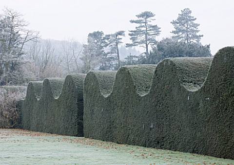 HAMPTON_COURT_CASTLE_AND_GARDENS__HEREFORDSHIRE_BEAUTIFUL_YEW_HEDGE_BESIDE_THE_WALLED_GARDEN__IN_FRO