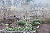 HAMPTON COURT CASTLE AND GARDENS  HEREFORDSHIRE: THE ORGANIC KITCHEN/ VEGETABLE GARDEN IN FROST WITH RAISED BEDS PLANTED WITH CARDOONS