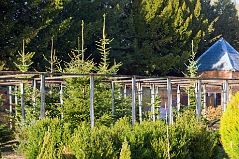 THE_GARDEN_AND_PLANT_COMPANY__HATHEROP__GLOUCESTERSHIRE_TREES_ARE_GROWN_IN_THE_FORMER_FRUIT_CAGES_OF