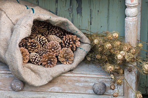 THE_GARDEN_AND_PLANT_COMPANY__HATHEROP__GLOUCESTERSHIRE_NATURAL_DECORATIONS__PINE_CONES_AND_DRIED_NI