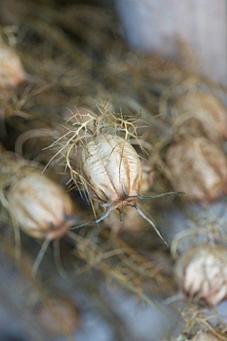 THE_GARDEN_AND_PLANT_COMPANY__HATHEROP__GLOUCESTERSHIRE_DRIED_NIGELLA