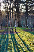 STONE LANE GARDEN  DEVON: WINTER - EARLY MORNING LOW ANGLE SUNSHINE THROUGH BIRCH TREES THROWS STRONG SHADOWS ACROSS THE FROSTY GRASS