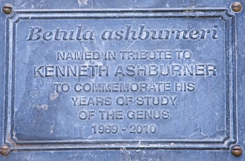 STONE_LANE_GARDEN__DEVON_WINTER__TRIBUTE_TO_KENNETH_ASHBURNER_FOR_HIS_YEARS_OF_STUDY_OF_THE_GENUS_BE