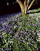 ANEMONE BLANDA AND SCILLA SIBERICA IN THE WOODLAND AT ABBOTSWOOD  GLOUCESTERSHIRE